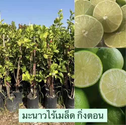 ต้นมะนาวไร้เมล็ด (กิ่งตอน) พันธุ์ทูลเกล้า