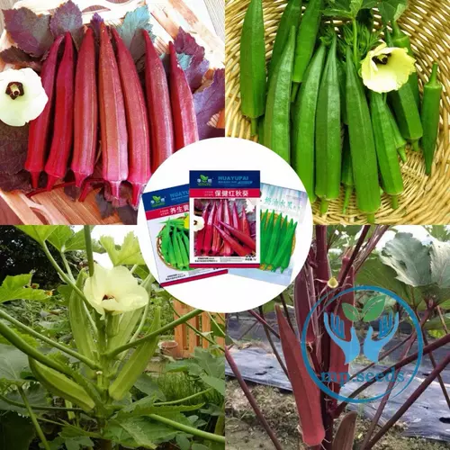 เมล็ดพันธุ์ ( Okra Seed ) กระเจี๊ยบ เขียว  กระเจี๊ยบแดง  กระเจี๊ยบมอญเขียว กระเจี๊ยบมอญแดง 50 - 120 เมล็ด