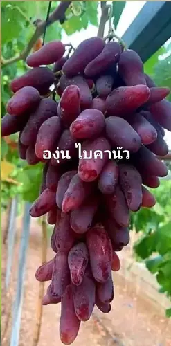 องุ่นเสียบยอด ไบรคานัว