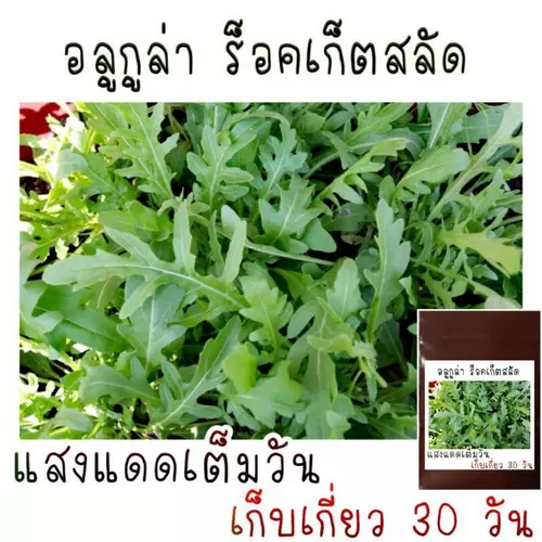 50 เมล็ด เมล็ดพันธุ์ อลูกูล่า ร็อคเก็ต Arugula Rocket