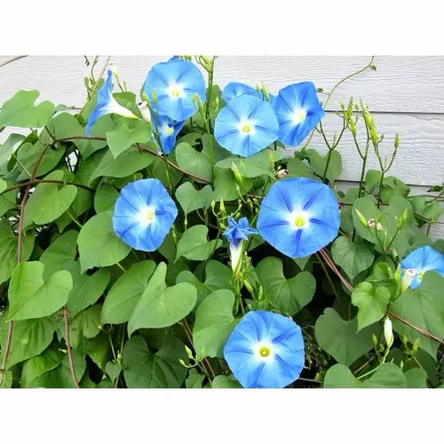 53265363