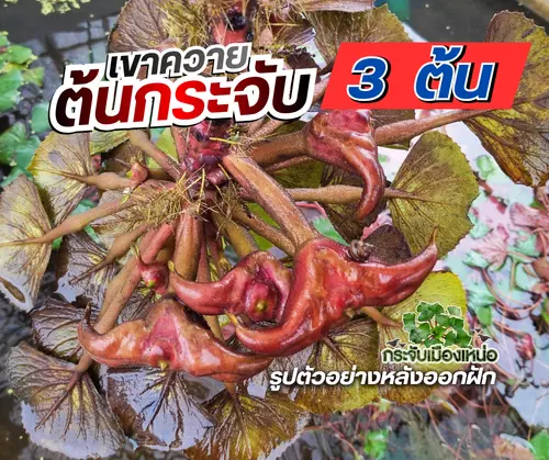 ต้นกระจับเขาควาย 3 ต้น - กระจับเมืองเหน่อ
