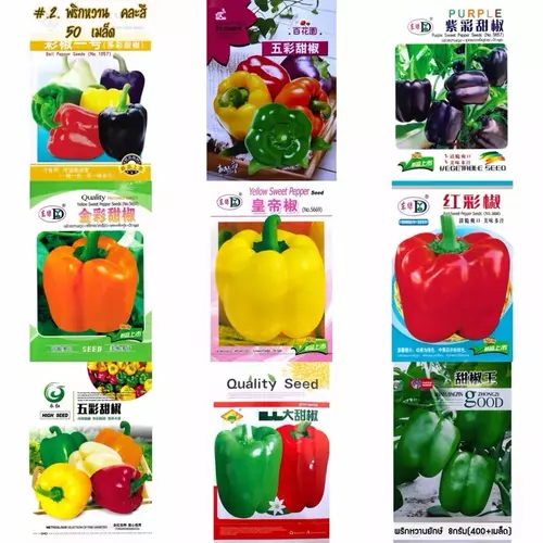 เมล็ด พริกหวาน คละสี ส้ม ม่วง เหลือง แดง เขียว 50-100 เมล็ด Bell Pepper Color เมล็ดนำเข้า สายพันธุ์ OP พริก