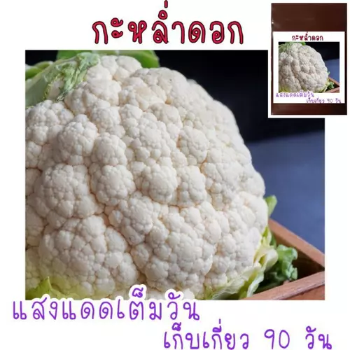 ดอกใหญ่จริง!! 50 เมล็ด เมล็ด​พันธุ์​ กะหล่ำดอก​ Cauliflower​ เมล็ดพันธุ์คุณภาพ