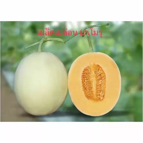 53265822