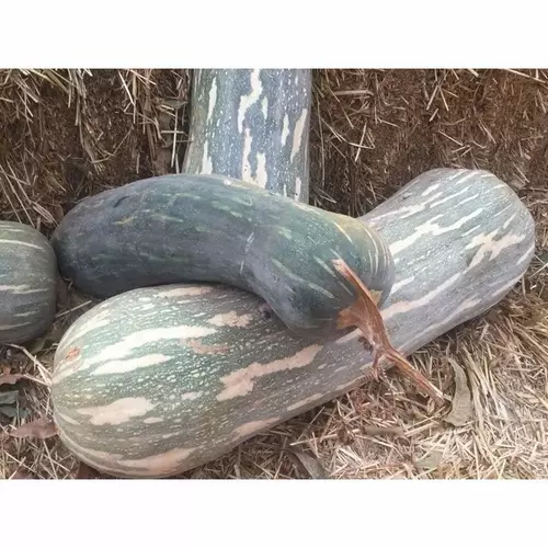 53265508