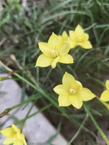 หัวบัวดินสีเหลือง จอนซิล.  z. Jonesii