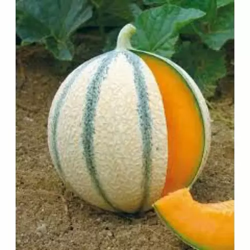 53265304