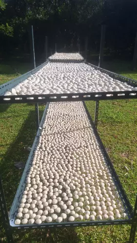 301344243