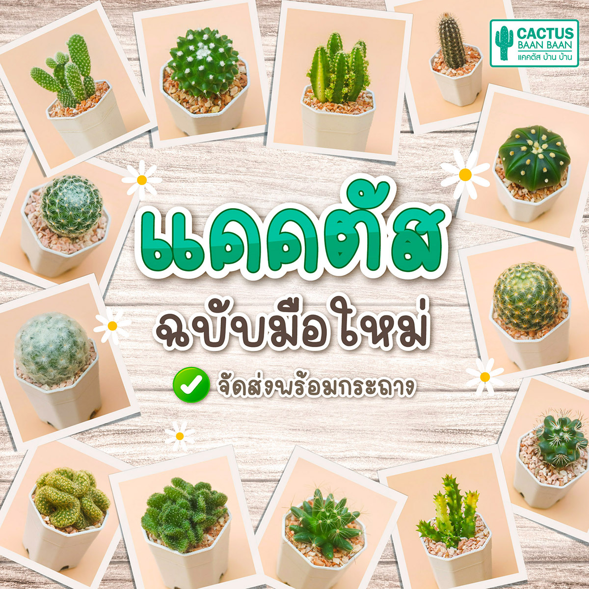 แคคตัส กระบองเพชร สำหรับมือใหม่ กระถาง 2 นิ้ว [ส่งทั้งกระถาง] ซื้อ 10 ฟรี 1 ต้น!!!