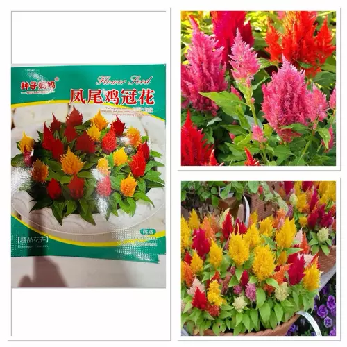 เมล็ดพันธุ์ ดอกสร้อยไก่ ปาโกด้า คละสี (Celosia Plumosa) บรรจุ 25 เมล็ด / สีแดง / สีเหลือง