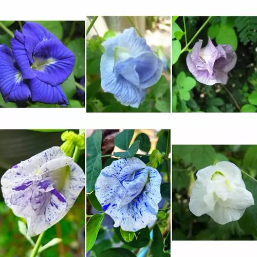 เมล็ดพันธุ์ ดอกอัญชัน อัญชัน กลีบซ้อน 5 ชั้น ( Butterfly Pea Seed ) สี ฟ้า,ม่วง,ขาว จำนวนเมล็ดอยู่ที่รายละเอียดสินค้าค่ะ