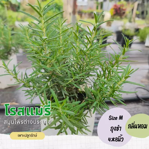 ต้นโรสแมรี่ Rosemary #สมุนไพรฝรั่ง #Herb กลิ่นหอม
