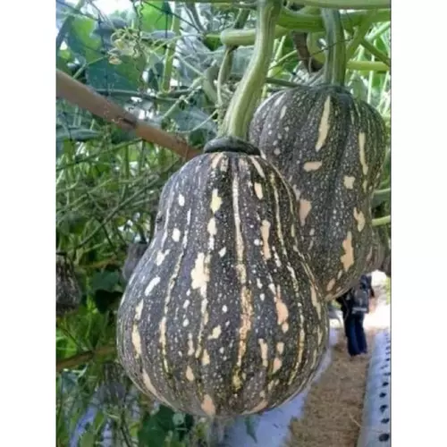 66525
