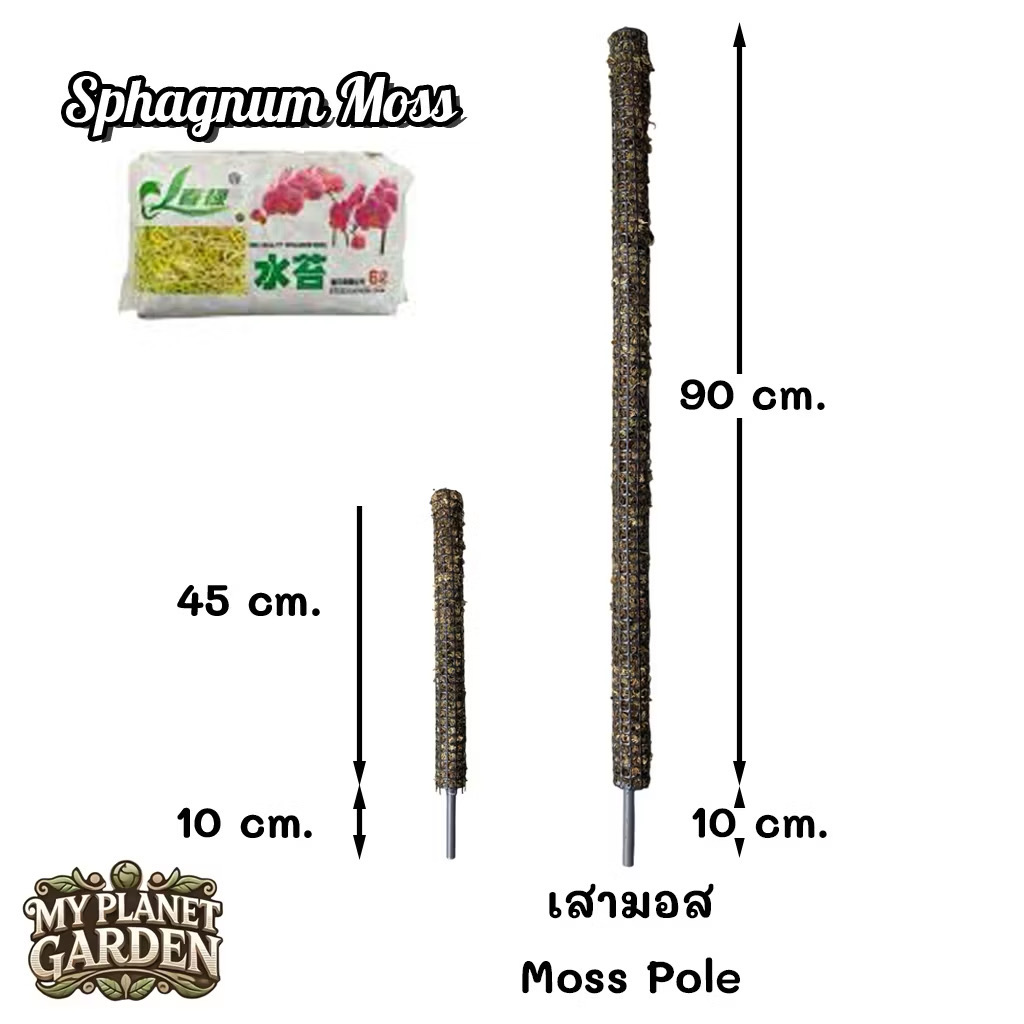 เสาไม้เลื้อย เสามอส เสาใยมะพร้าว หลักไม้เลื้อย Moss Pole
