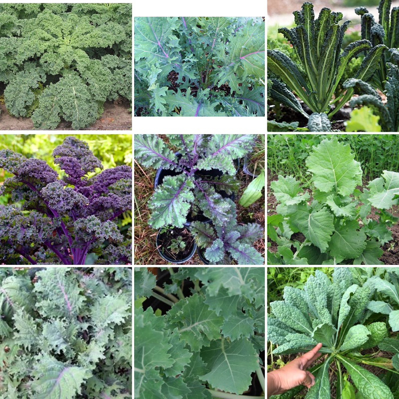 เมล็ดพันธุ์ ผักเคล Kale Seed หรือ ผักคะน้า ใบหยัก เคล / Siberian Kale ไซบีเรียน / แดงรัสเซีย Red Russian / เคลไซบีเรียน