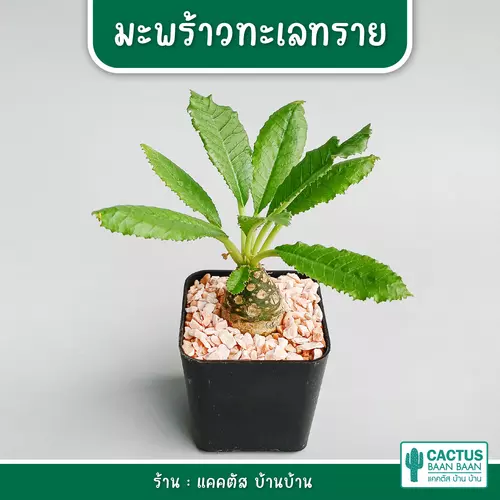 มะพร้าวทะเลทราย (Dorstenia) ไม้เมล็ด กระถาง 2 นิ้ว จัดส่งแบบทั้งกระถาง พร้อมส่ง!!!