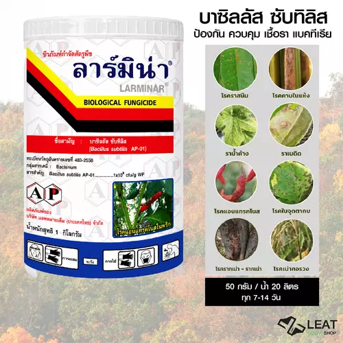 ลาร์มิน่า บาซิลลัส ซับทีลีส (Bacillus subtilis) ชีวภัณฑ์ กำจัดโรคพืช