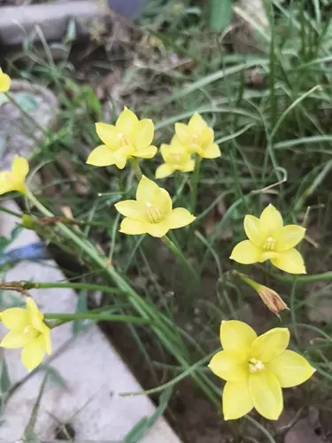 456254250
