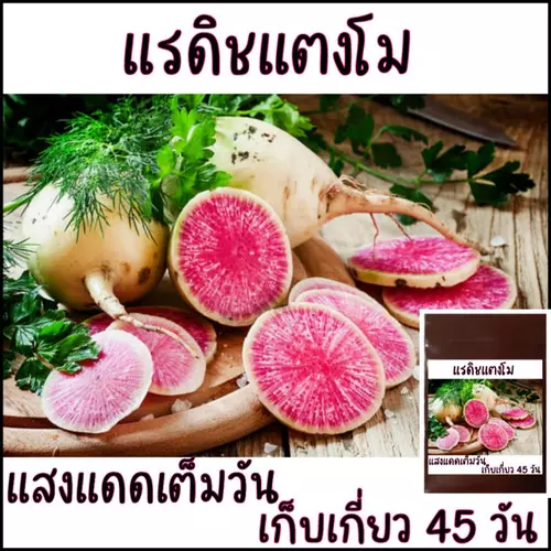 30 เมล็ด แรดิชแตงโม​ Watermelon​ Radish​