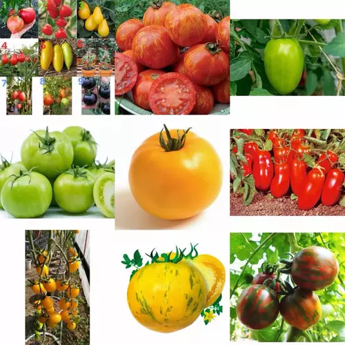 เมล็ด มะเขือเทศ Tomato Seed / แอปเปิ้ล สีเหลือง / มะเขือเทศ เกรทไวท์ / คอสโตลูโต / บีฟสเต็ก / บิ๊กเรนโบว์ / หัวใจใหญ่