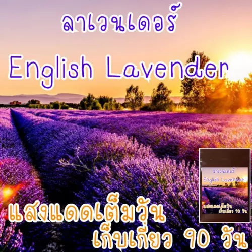 เมล็ด​พันธุ์​น​ำ​เข้า​ (Lavender)​ลาเวนเดอร์​  50เมล็ด​