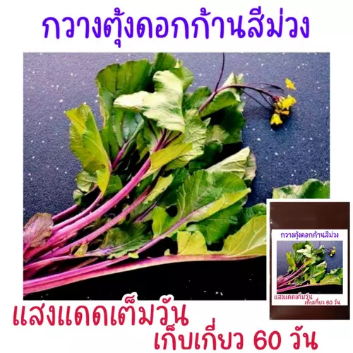 เมล็ด​พันธุ์​กวางตุ้งดอกก้านสีม่วง​ 150 เมล็ด​
