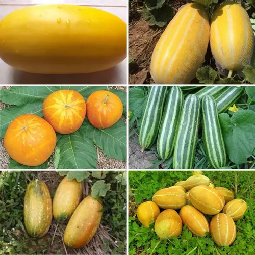 เมล็ดพันธุ์ แตงไทย (Yellow Musk Melon) จำนวนเมล็ดอยู่ที่รายละเอียดสินค้าค่ะ