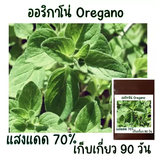 ออริกาโน่​ Oregano​ 50เมล็ด