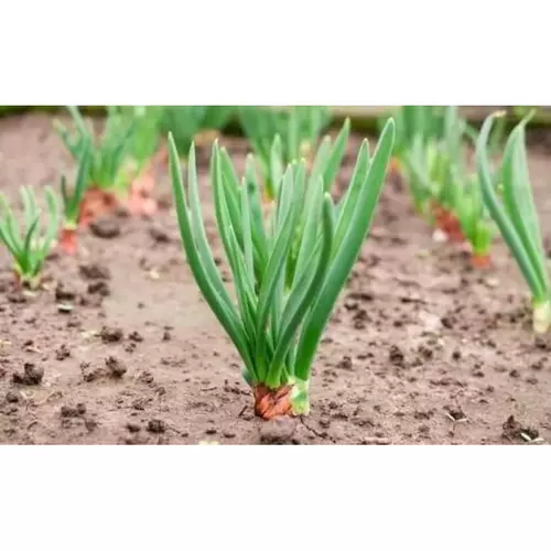 357865281
