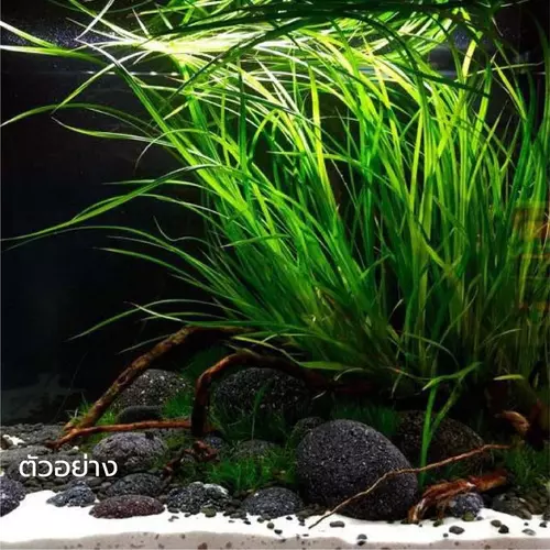 ต้นไม้น้ำแห้วหมูน้ำ CYPERUS HELFERI (ขายเป็นต้นลูก)