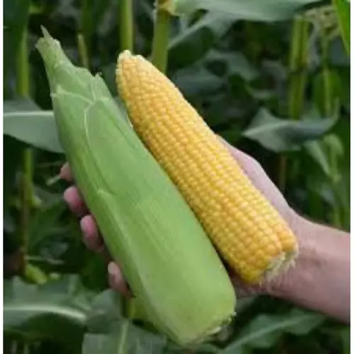 66716