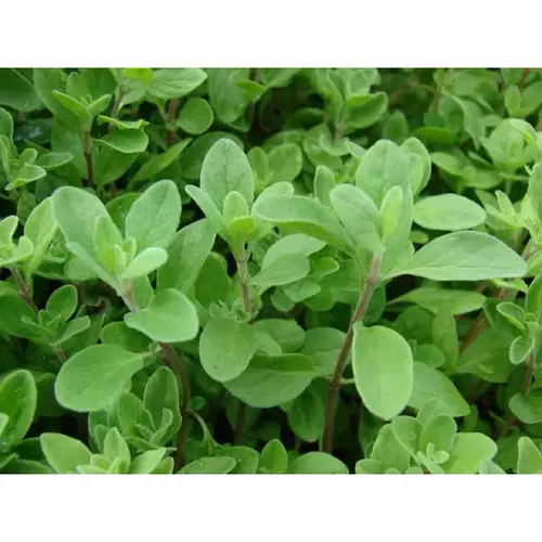 เมล็ดพันธุ์ สวีท มาร์จอแรม ( Sweet Marjoram Seed )