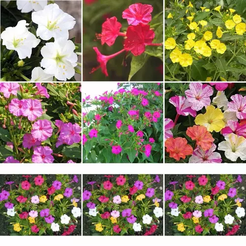 เมล็ดพันธุ์ ดอกบานเย็น (Four o'clock Flower Seed) บรรจุ 5 เมล็ด รับประทานสด ประกอบอาหาร สลัดผัก ประดับจาน