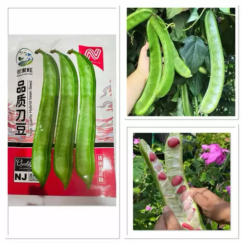 เมล็ด ถั่วพร้า ถั่วฝักดาบ Sword Bean Canavalia Seed บรรจุ 5 - 10 เมล็ด ถั่ว