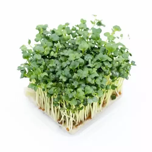 84725