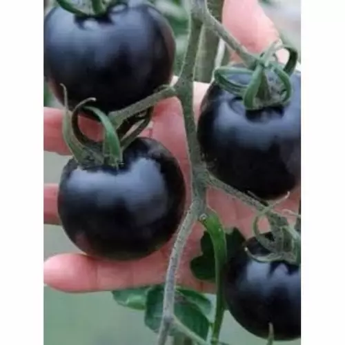 77270