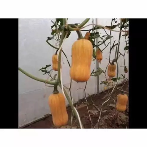 52064236