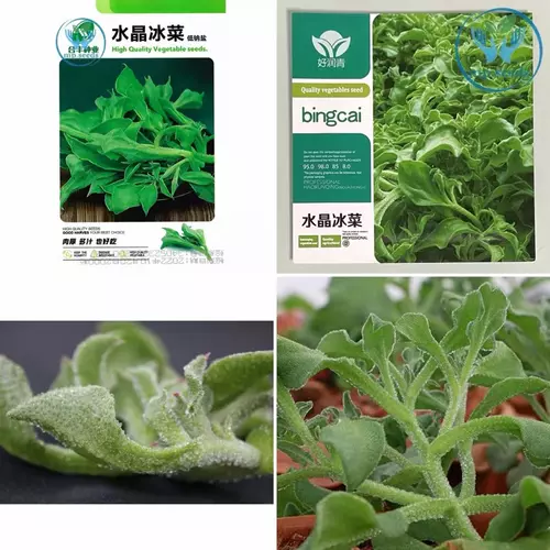 เมล็ด ไอซ์แพลนท์ หรือ ผักเกล็ดหิมะ Ice plant  / Crystalline Iceplant บรรจุ 200 เมล็ด / 2000 เมล็ด