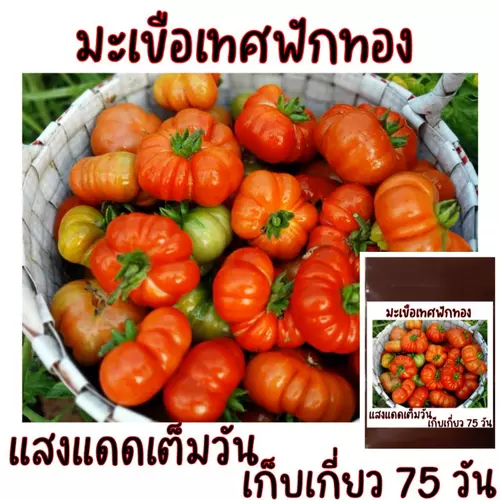 เมล็ดปลูกต่อได้ บรรจุ 20 เมล็ด มะเขือเทศฟักทอง เมล็ดพันธุ์มะเขือเทศฟักทอง
