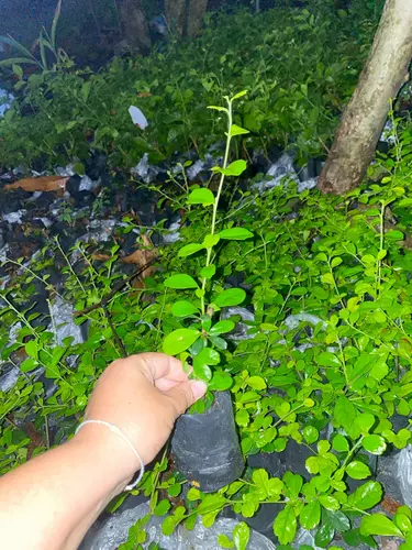 54633801