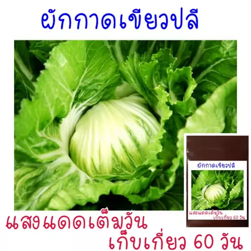 เมล็ด​พันธุ์​ ผักกาดเขียว​ปลี​ ห่อหัว​  500​ เมล็ด​