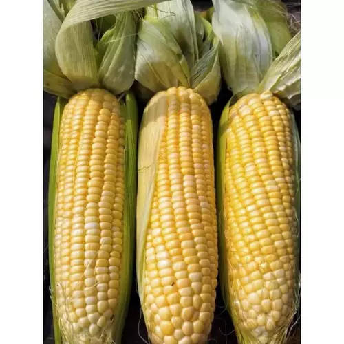66726