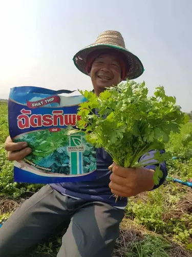 เมล็ดผักชี ฉัตรทิพย์ ขนาด 300 กรัม ก่อใหญ่ ใบมันวาว อัตราการงอกดี