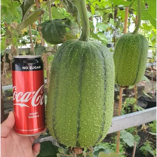 เมล็ดพันธุ์ บวบหอมแอปเปิ้ล (Apple Luffa Seed) บรรจุ 10 เมล็ด ลูกใหญ่ทรงคล้ายผลแอปเปิ้ล ผลกินได้ กลิ่นและรสชาติอร่อย