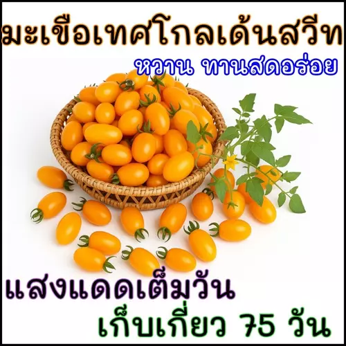 เมล็ดปลูกต่อได้ บรรจุ 15 เมล็ด เมล็ดพันธุ์มะเขือเทศหวานทานสด โกลเด้นสวีท Golden sweet tomato