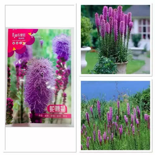 เมล็ดพันธุ์ ดอก ไลอะทริส Liatris spicata Seed บรรจุ 30 - 250 เมล็ด ดอกมีลักษณะเป็นช่อทรงแท่งสีม่วงสดโดดเด่น