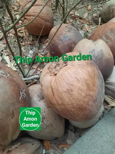 83617