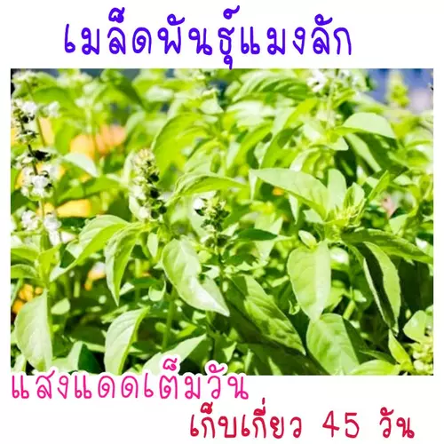 เมล็ด​พันธุ์​  แมงลัก​ 500​ เมล็ด​