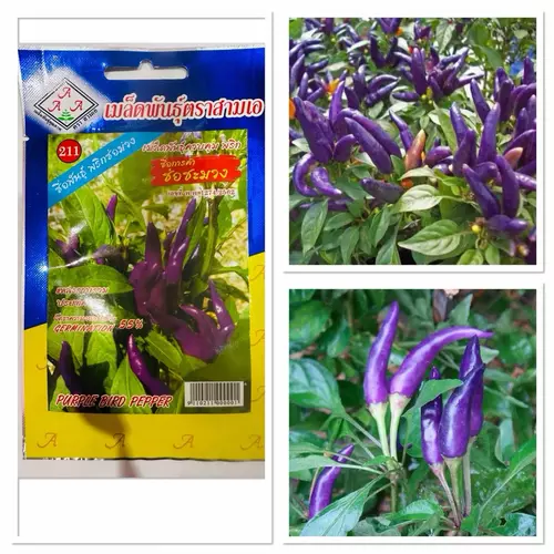 เมล็ดพันธุ์ พริก ช่อชะมวง พริกช่อม่วง Purple Bird Pepper Seed 15 - 100 เมล็ด